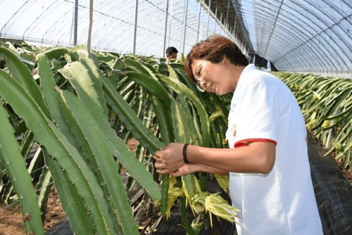 陜西閻良 為鄉村振興奠定產業基礎